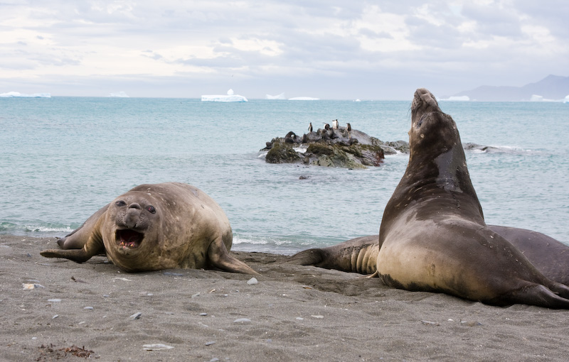 Southern Elephant Seals Sparring